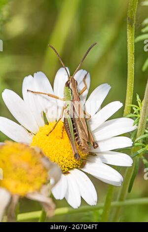 A male Meadow Grasshopper,   (Chorthippus parallelus,) resting on an ox-eye daisy. Stock Photo