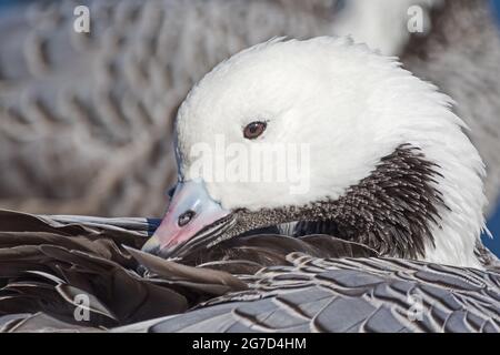 Emperor Goose,   (Chen canagica,)  from  Alaska and Siberia, preening. Stock Photo