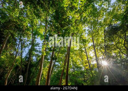 Canopy of Populus (AKA poplar, aspen, or cottonwood)  and the Old World sycamore (Platanus orientalis, AKA Oriental plane) with sun streaks Stock Photo