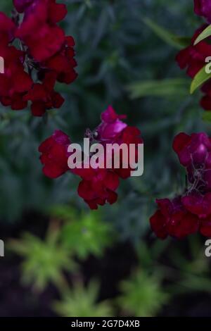dark red Snapdragon (Antirrhinum) in full bloom in home garden Stock Photo