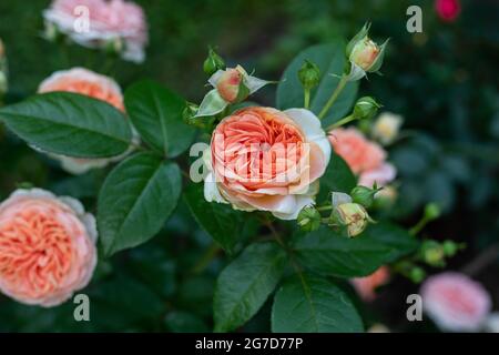 Rose (Rosa) bush in full bloom in pinkish-orange salmon color Stock Photo