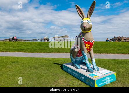 North Berwick, East Lothian, Scotland, UK, 13th July 2021. UK Weather: hot and sunny at the seaside: one of the giant hare sculptures as part of the Big hare Trail on Elcho Green in West Bay Stock Photo