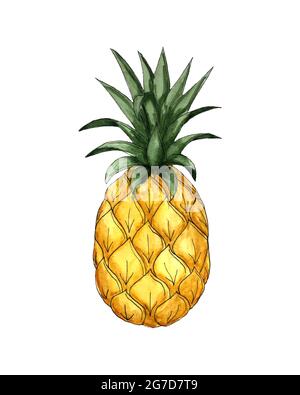 Pineapple vector watercolor sketch, black outline, orange green color, hand drawing, on a white background, isolated. Vector illustration Stock Vector