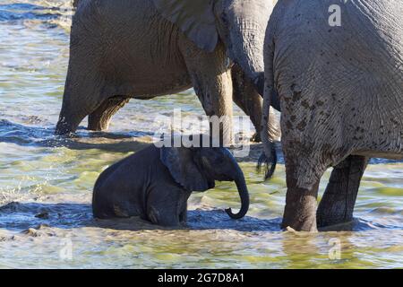 African bush elephants (Loxodonta africana), herd with an elephant baby taking a mud bath, Okaukuejo waterhole, Etosha National Park, Namibia, Africa