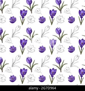 Crocus pattern, hand drawing, purple and white, contour, on a white background. Spring pattern. Vector illustration Stock Vector