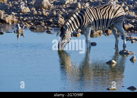 Burchell's zebra (Equus quagga burchellii), adult, drinking with three ring-necked doves (Streptopelia capicola) on a stone, Etosha NP, Namibia,Africa Stock Photo