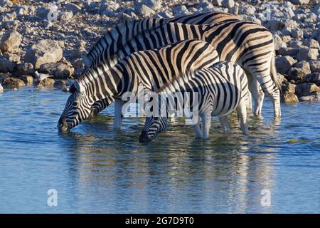 Burchell's zebras (Equus quagga burchellii), two adults with young zebras drinking in the evening sun, Okaukuejo waterhole, Etosha NP, Namibia, Africa Stock Photo