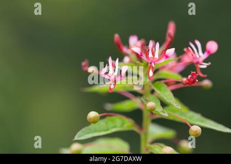 Mosquito flower (Lopezia racemosa) Stock Photo