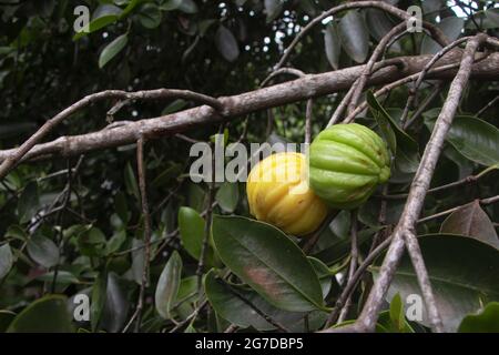 Garcinia gummi-gutta is a tropical species of Garcinia native to Indonesia. Common names include Garcinia cambogia (a former scientific name), as well Stock Photo