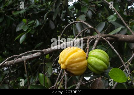 Garcinia gummi-gutta is a tropical species of Garcinia native to Indonesia. Common names include Garcinia cambogia (a former scientific name), as well Stock Photo