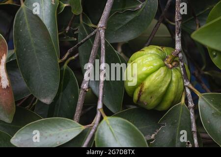 Garcinia gummi-gutta is a tropical species of Garcinia native to Indonesia. Common names include Garcinia cambogia (a former scientific name), as well Stock Photo