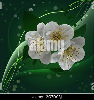 realistic flowers of a spring cherry tree close-up in a frame of cherry leaves on a dark background, vector illustration. EPS10 format Stock Vector