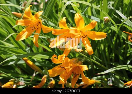 Orange copper daylily, Hemerocallis dumortieri unknown variety, flower with a blurred background of leaves and faded flowers. Stock Photo