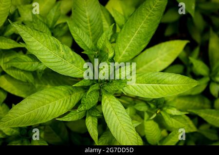 Jute plant in the garden, agriculture concept Stock Photo