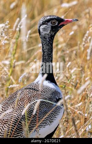 Black Korhaan, Eupodotis afra, Etosha National Park, Namibia Stock ...