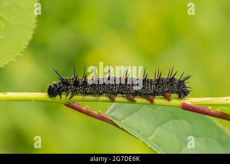Mourning Cloak Caterpillar (Nymphalis antiopa) Stock Photo