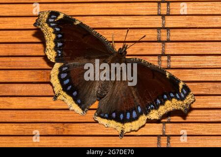 Mourning Cloak Butterfly (Nymphalis antiopa) Stock Photo