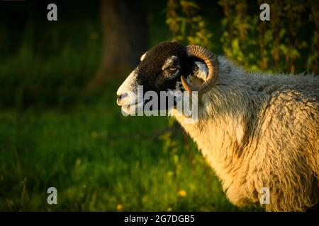 One adult Swaledale sheep stands in farm field in golden evening sunlight (head, face, shoulders, close-up, looking to left) - Yorkshire, England, UK. Stock Photo