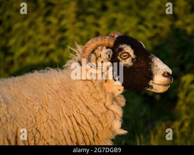 Profile of Swaledale sheep in farm field, standing in golden evening sunlight (head, face, shoulders close-up, looking right) - Yorkshire, England UK. Stock Photo