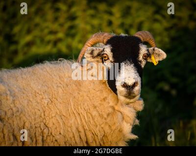 One adult Swaledale sheep in farm field, stands looking at camera in golden evening sunlight (head, face, body, close-up) - Yorkshire, England, UK. Stock Photo