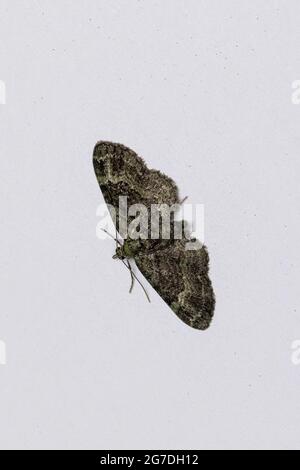 Green Pug Moth  (Pasiphila rectangulata) Stock Photo