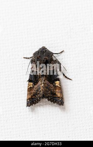 Small Angle Shades Moth (Euplexia lucipara) Stock Photo