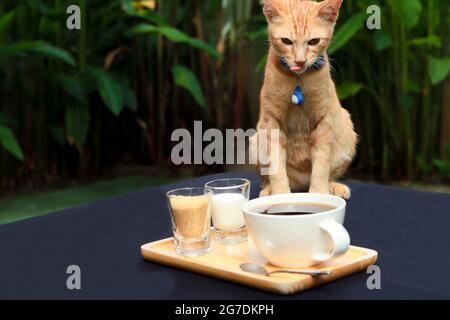 Orange cat sitting on the table and looking to coffee. There are coffee, sugar and milk on wood tray on the table. Table is in the garden. Stock Photo