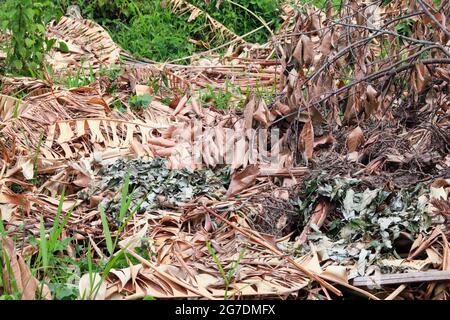 Mounds of leaves and dry twigs that have been cut and left to brown dry in the garden. Stock Photo