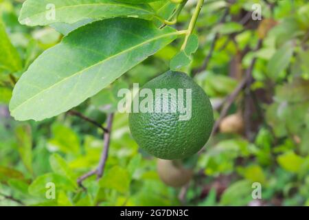 Green lime hanging on the branch on the tree in garden, blurry green leaves background. Stock Photo