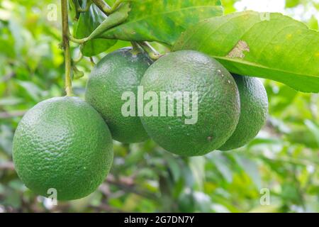Green lime hanging on the branch on the tree in garden, blurry green leaves background. Stock Photo