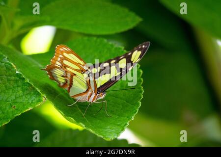 A Bamboo Page butterfly on a Vervain leaf in a garden.  Tropical butterfly in nature. Beauty of outdoors. Stock Photo