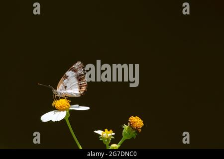 A small white butterfly on a white flower with a black background. Wildflife in nature. Simple white butterfly isolated with black background. Stock Photo