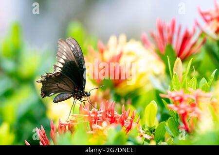 A Gold-rimmed Swallowtail in the midst of red and yellow Ixora flowers. Butterfly in a garden. Outdoors and nature. Stock Photo