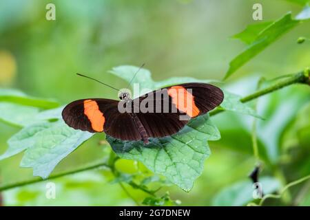 A Postman butterfly resting on a leaf surrounded by greenery. A tropical butterfly with green background. Stock Photo