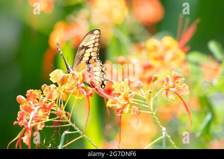 A Swallowtail butterfly in the midst of colorful tropical flowers. Butterfly in garden. Stock Photo