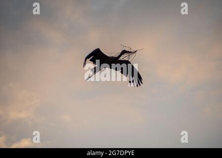 silhouette of a flying stork Stock Photo