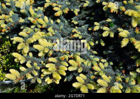 Prickly spruce Picea pungens Maigold branches with unusual beautiful golden fluffy needles of spring sprouts. Beautiful rare evergreen conifer for lan Stock Photo