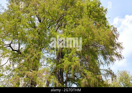 fresh foliage of Taxodium distichum tree Stock Photo