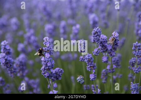 Full frame Close up of bees pollinating Lavender flowers in a nature background with copy space Stock Photo