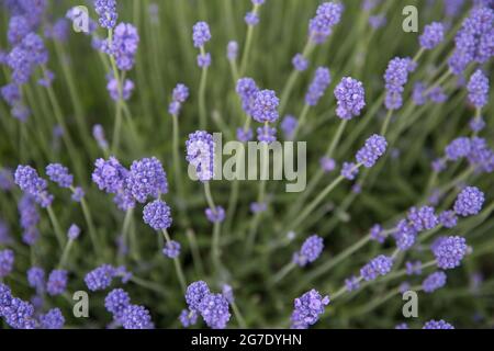 A full frame close up of lavender flowers on stalks with copy space Stock Photo