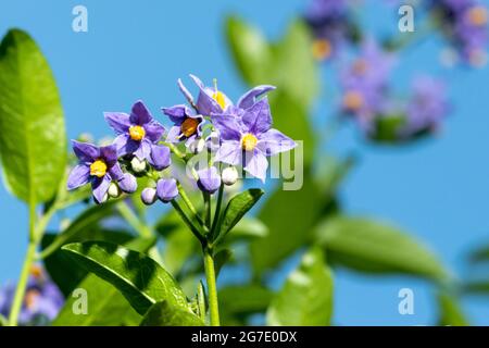 Purple flowers of Chilean potato tree or Solanum crispum Glasnevin against blue sky 