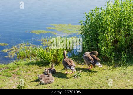 Greylag Geese (anser anser) beside a lake in Dorset, United Kingdom Stock Photo
