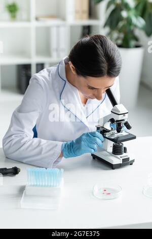 Test tubes and petri dishes with blood samples. DNA analysis concept ...