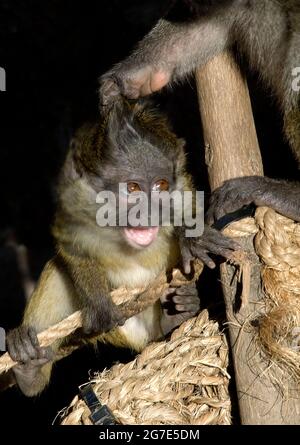 Allen's swamp monkey (Allenopithecus nigroviridis), swamp monkeys ...
