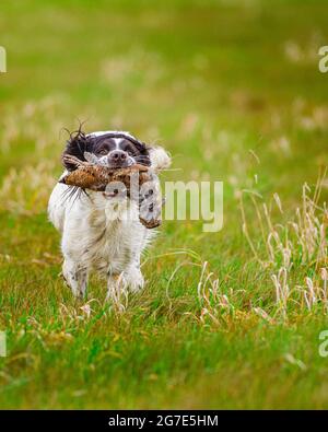 An English Springer Spaniel retrieving, or carrying, a Woodcock Stock Photo