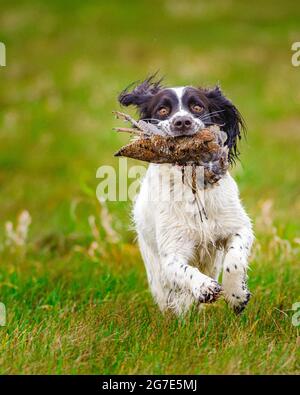 An English Springer Spaniel retrieving, or carrying, a Woodcock Stock Photo