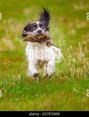 An English Springer Spaniel retrieving, or carrying, a Woodcock Stock Photo
