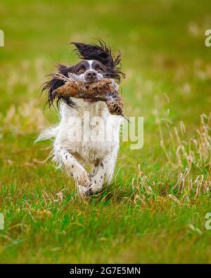 An English Springer Spaniel retrieving, or carrying, a Woodcock Stock Photo