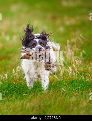 An English Springer Spaniel retrieving, or carrying, a Woodcock Stock Photo