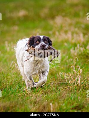 An English Springer Spaniel retrieving, or carrying, a Woodcock Stock Photo